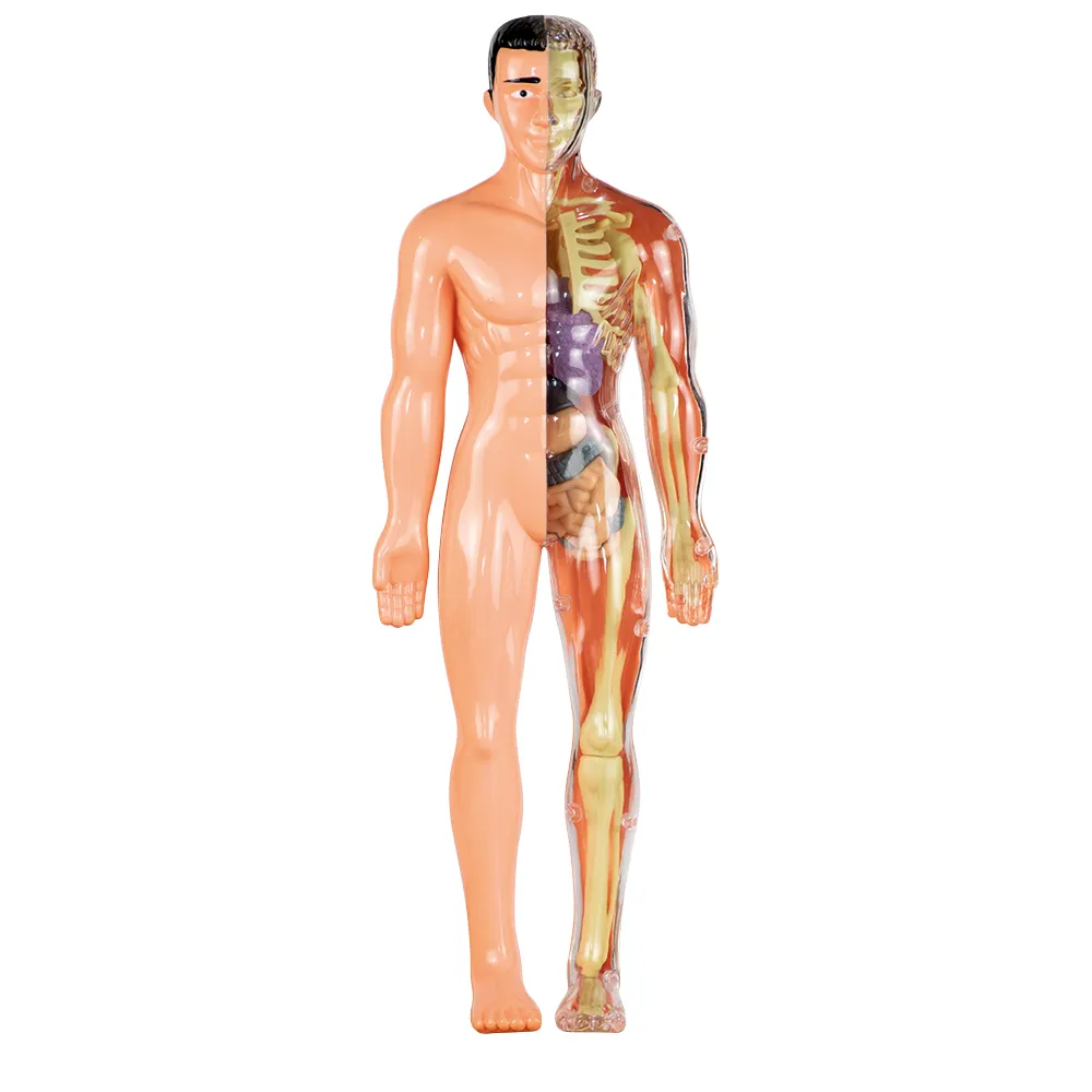 Anatomia - Grow