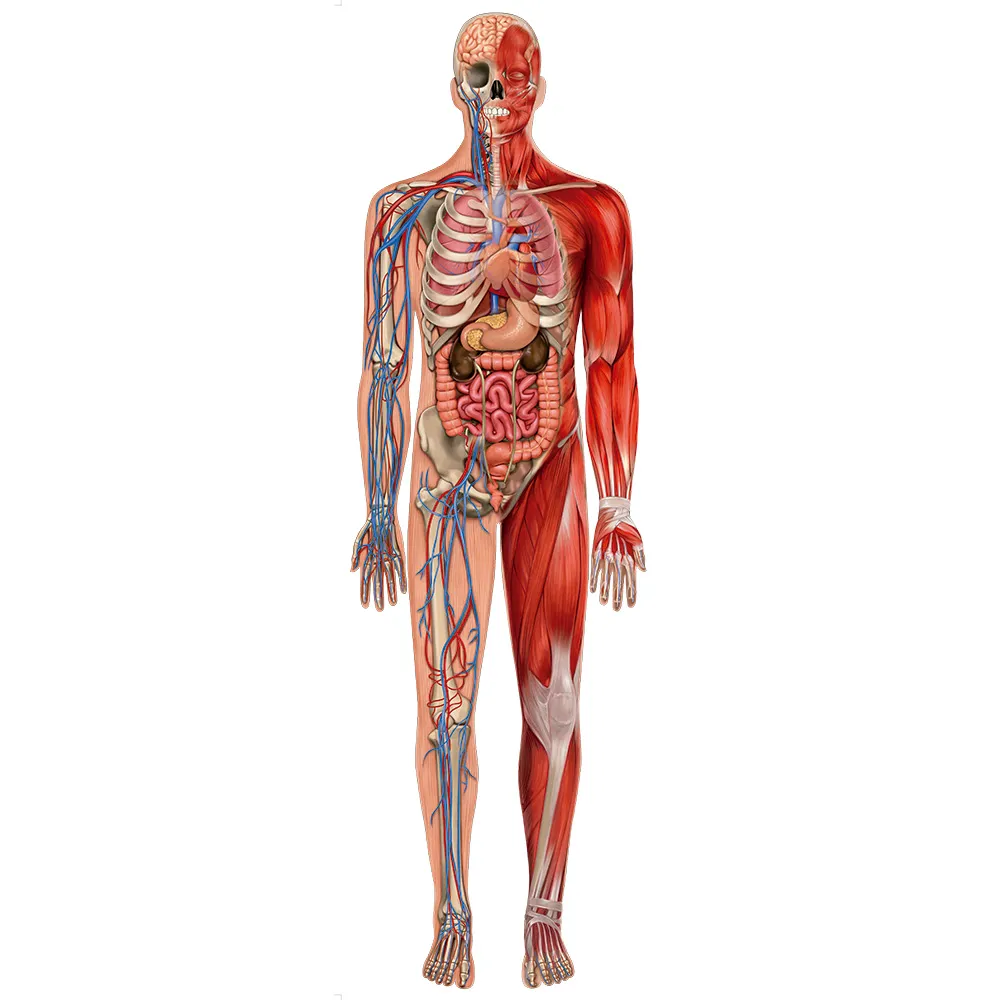 Puzzle Play Gigante Corpo Humano